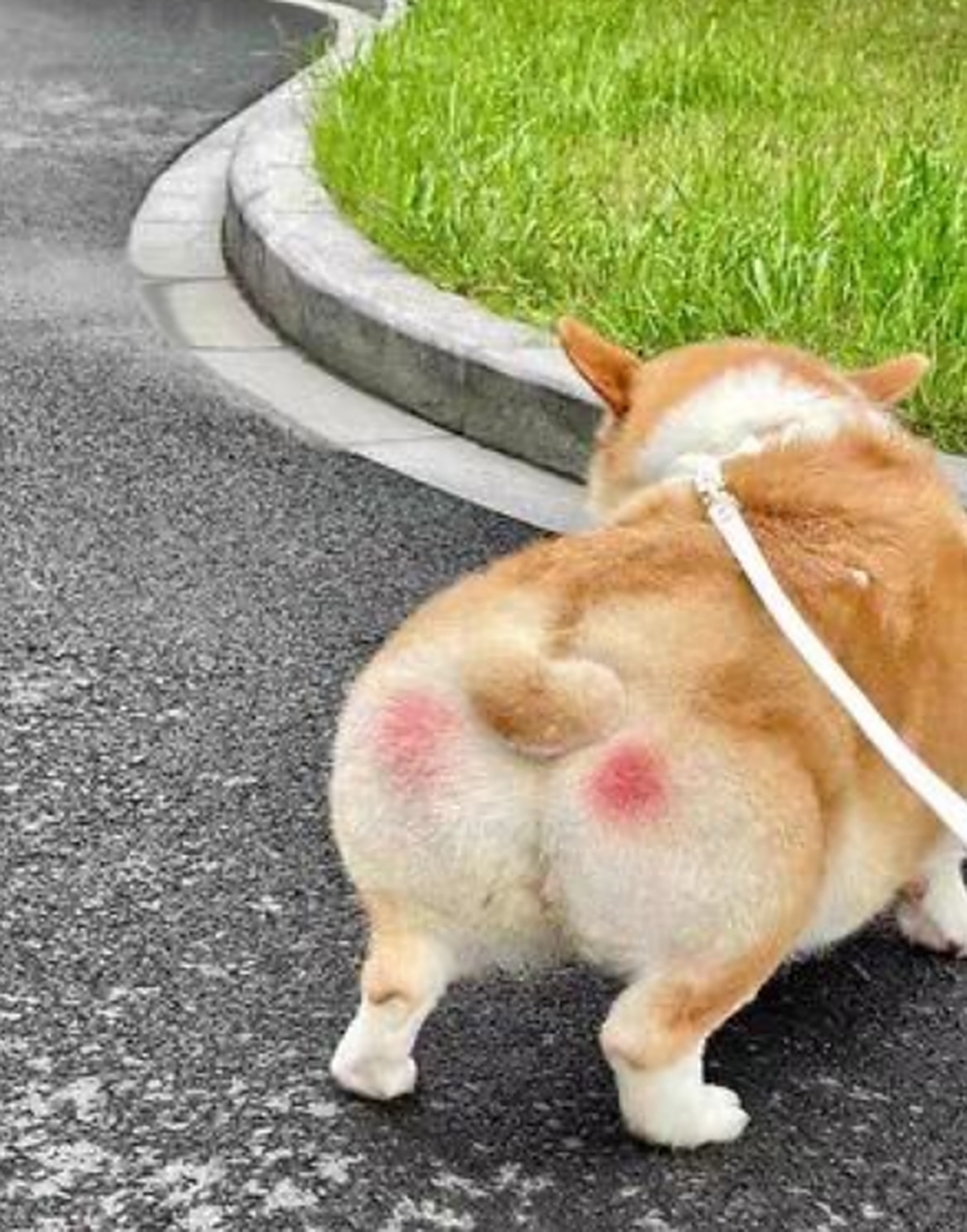 这狗屁股是怎么了,是得病了吗?#优质短图文计划