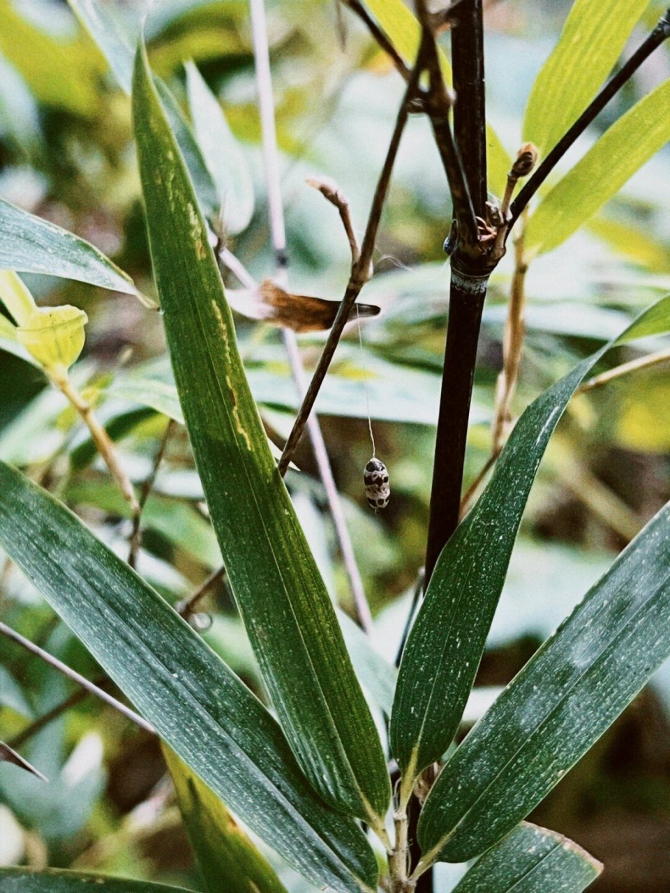 刺蛾的茧图片