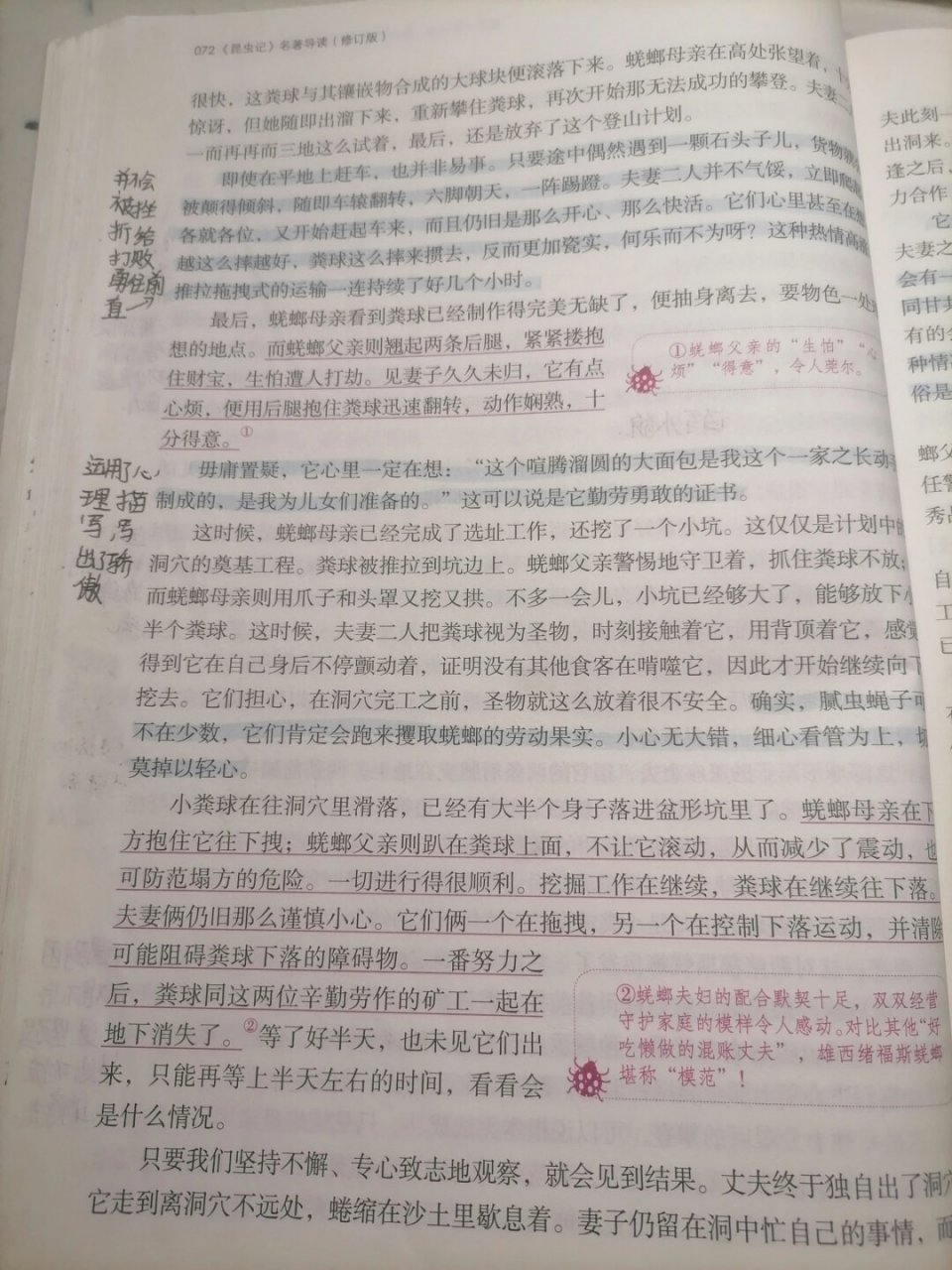 《昆虫记》第九章  《昆虫记》第九章:西班牙蜣螂与舒氏西绪福斯蜣螂