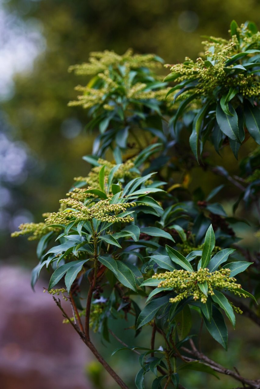 马醉木的果实  马醉木,也称为日本马醉木,属于杜鹃花科马醉木属.