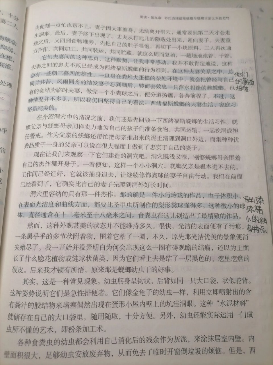 《昆虫记》第九章  《昆虫记》第九章:西班牙蜣螂与舒氏西绪福斯蜣螂