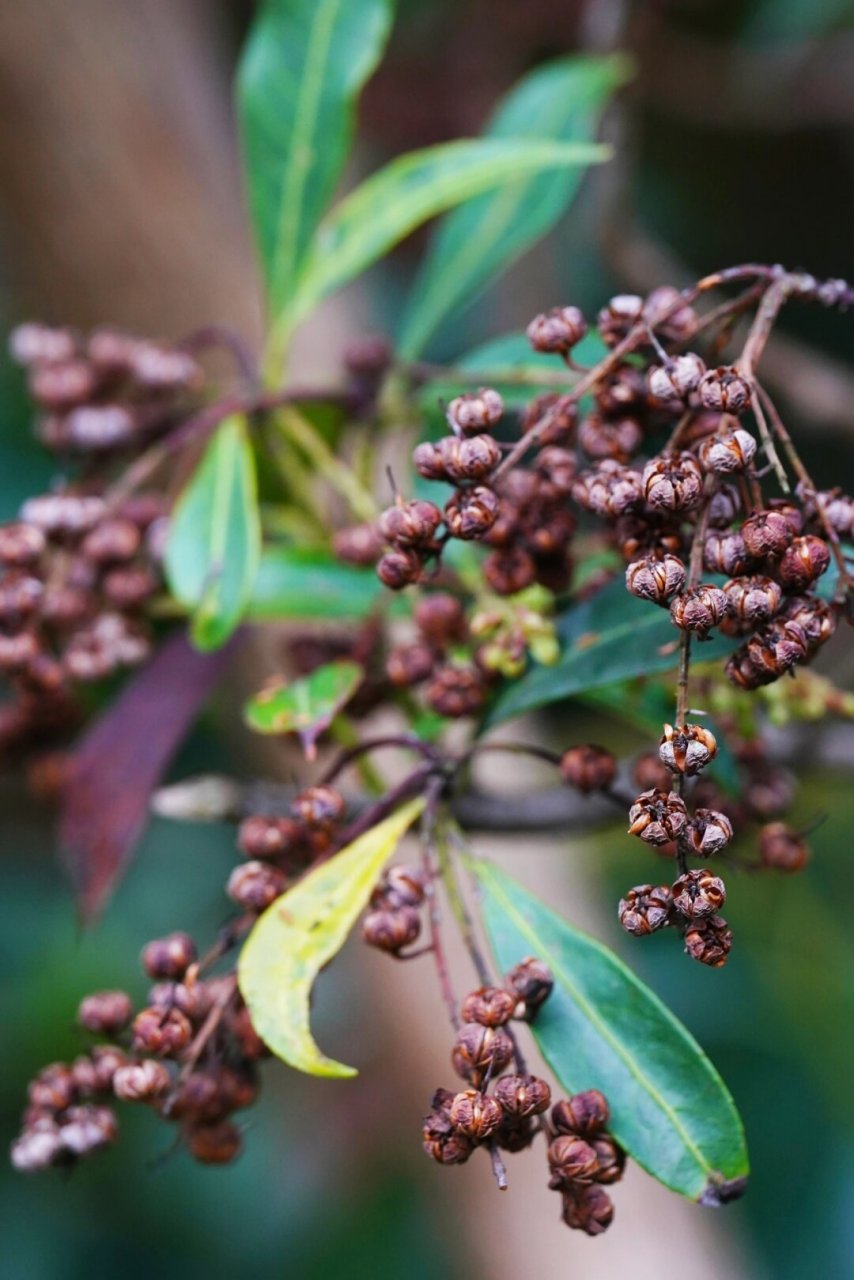 马醉木的果实  马醉木,也称为日本马醉木,属于杜鹃花科马醉木属.