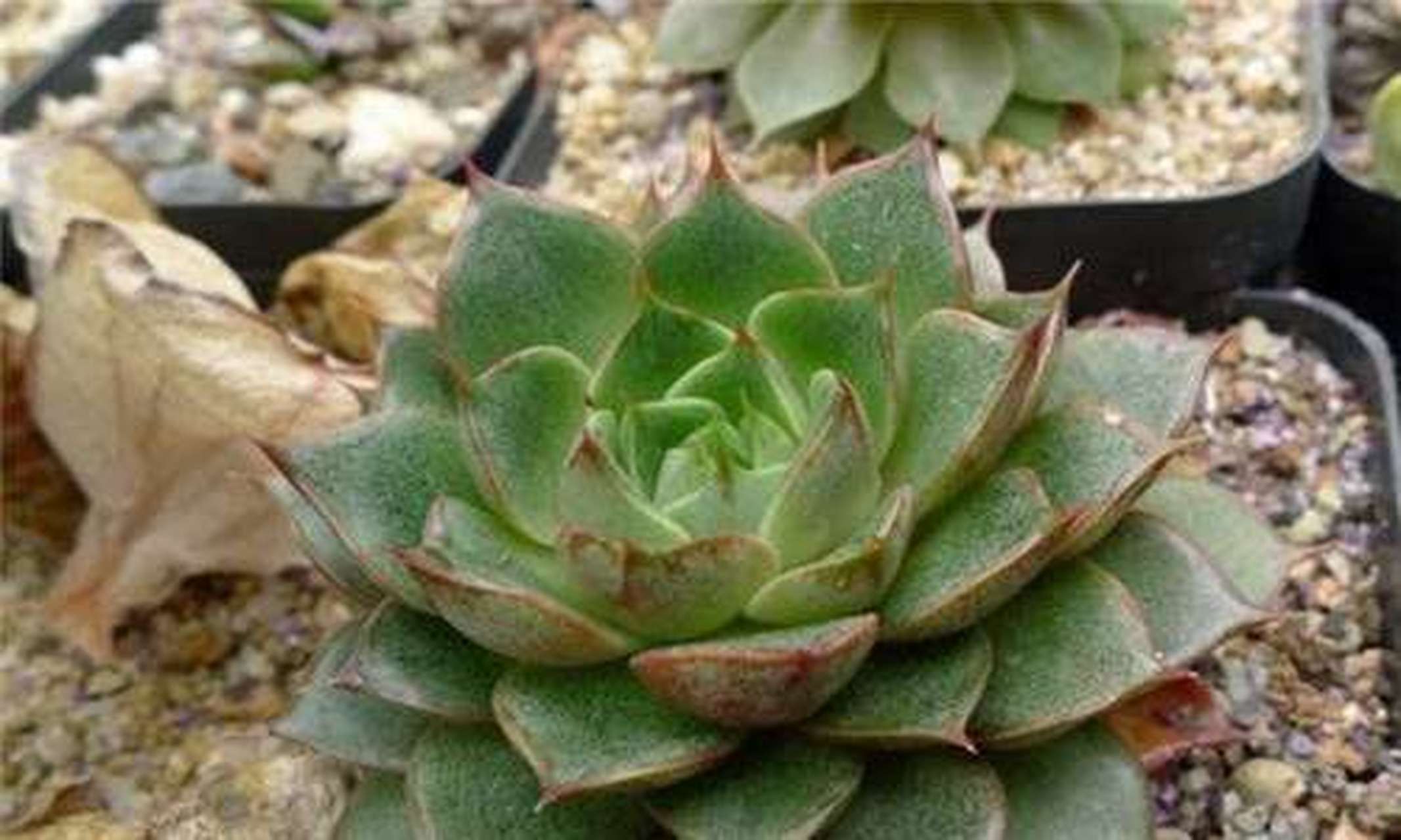 今天,我就来给大家分享一下我的多肉象牙莲养护心得,希望对你们有所