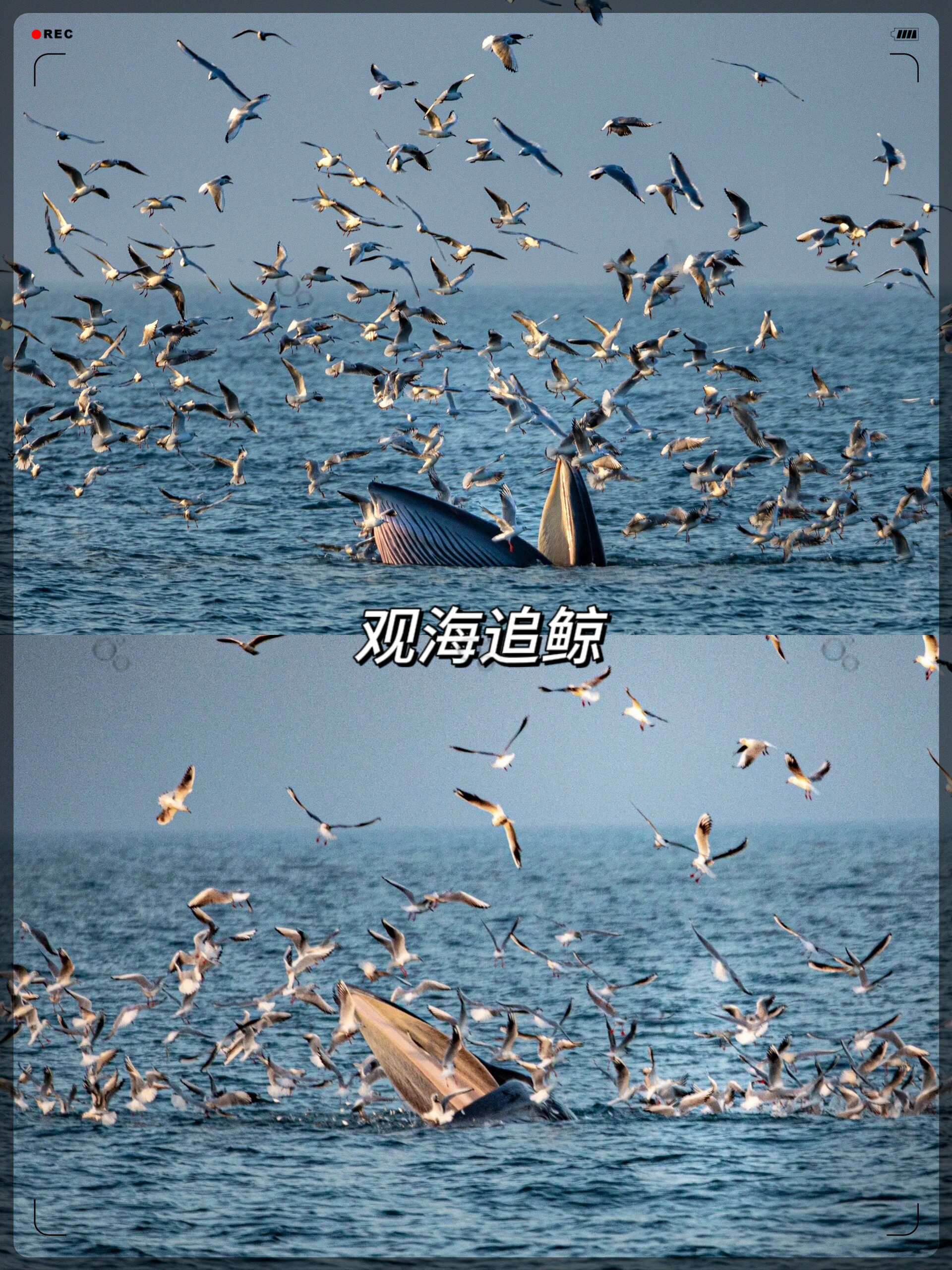 深海中游弋的鲸鱼涠洲岛追鲸涠洲岛观鲸海洋之中的小岛图片冲绳观鲸季