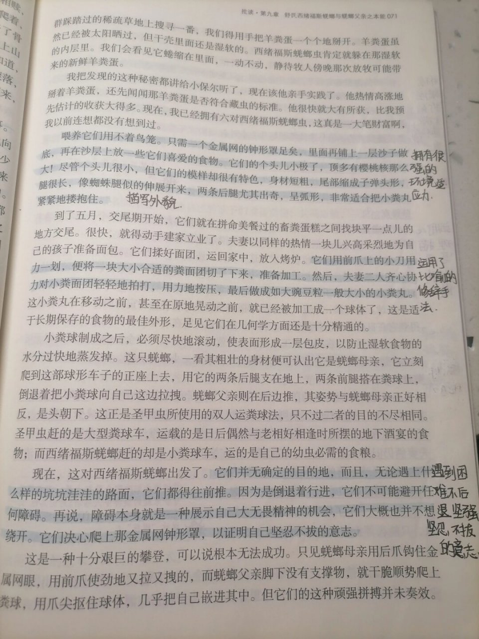 《昆虫记》第九章  《昆虫记》第九章:西班牙蜣螂与舒氏西绪福斯蜣螂