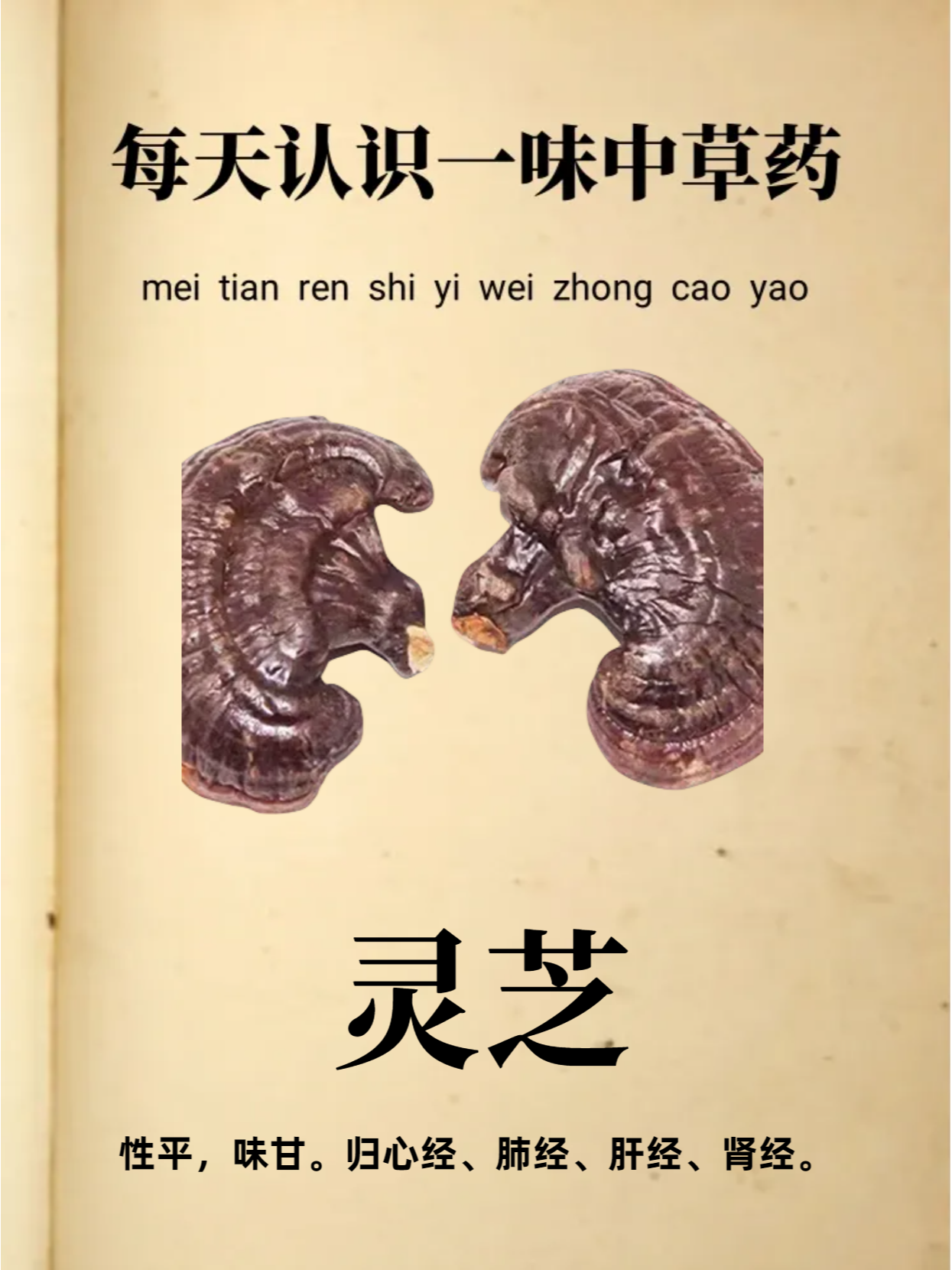 每天认识一味中草药-灵芝  灵芝,又称三秀,灵芝草,具有丰富的药用价值