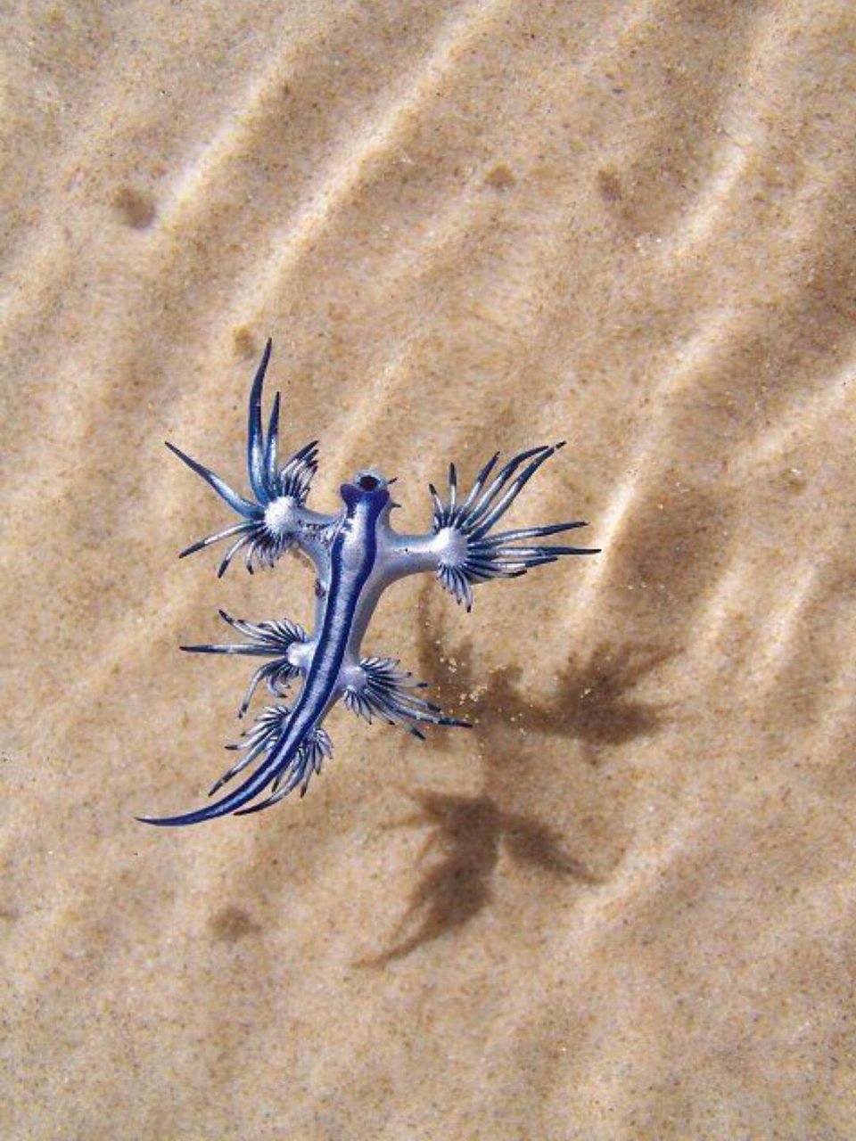 每天认识一个海洋生物《大西洋海神蛞蝓》  学名:大西洋海神海蛞蝓