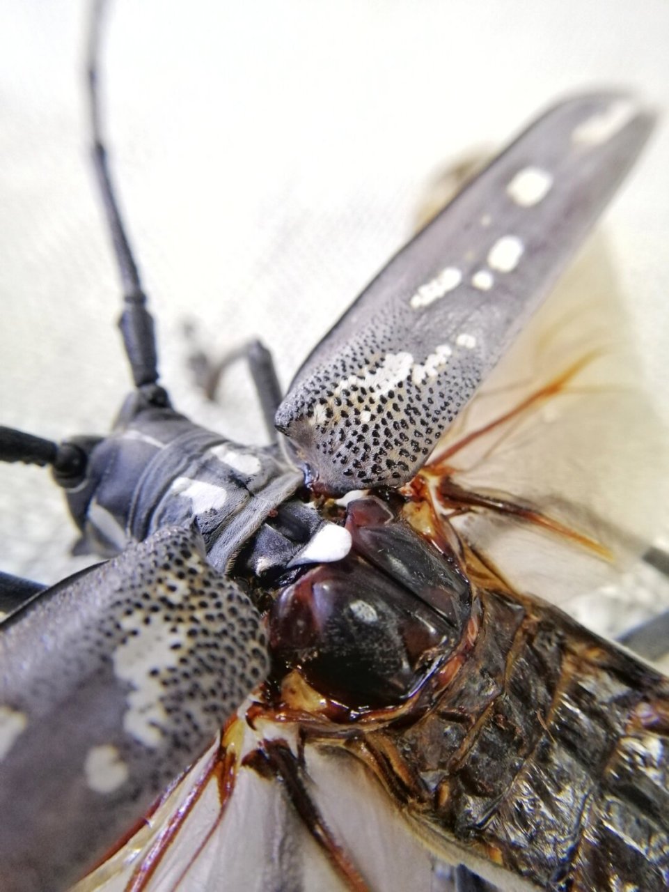 牛系列之酷虫仙牛(恐虫勿入)  云斑白条天牛【batocera lineolata】