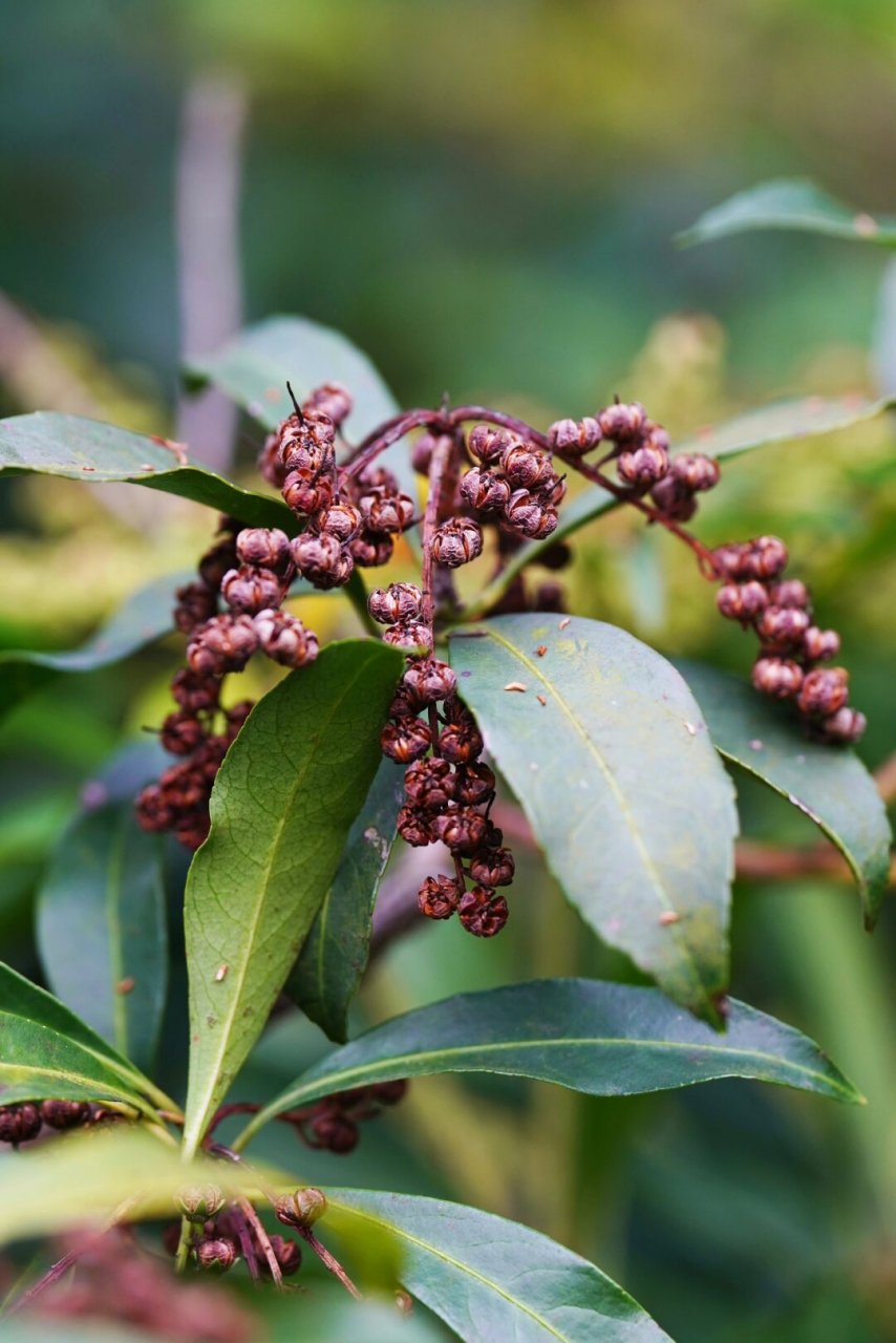 马醉木的果实  马醉木,也称为日本马醉木,属于杜鹃花科马醉木属.
