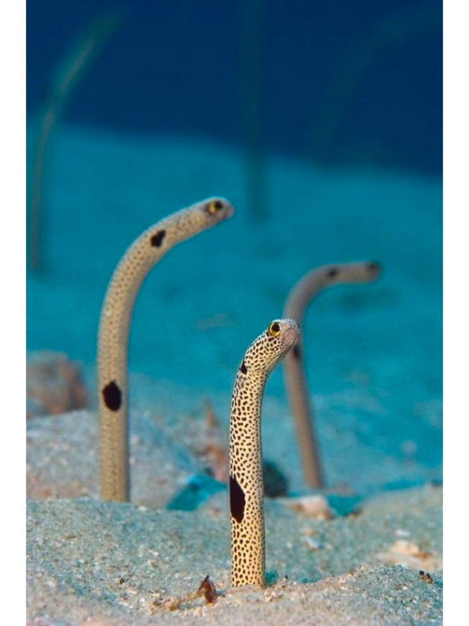 每天认识一个海洋生物《花园鳗》  学名:heteroconger hassi 英文