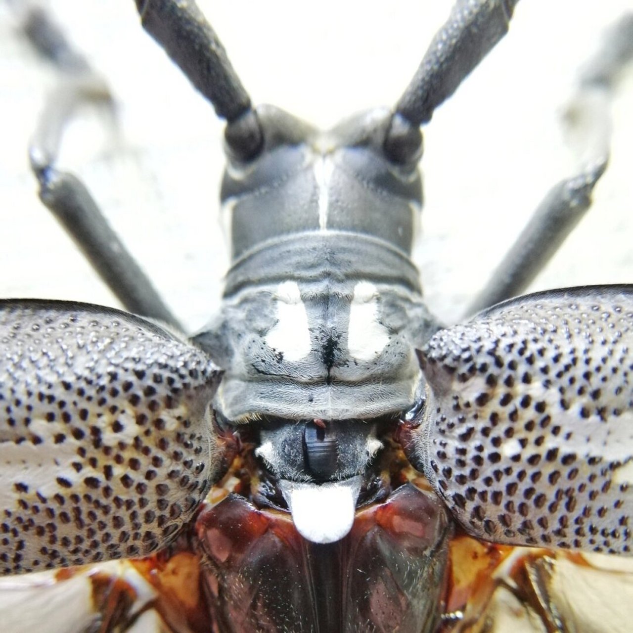 牛系列之酷虫仙牛(恐虫勿入)  云斑白条天牛【batocera lineolata】