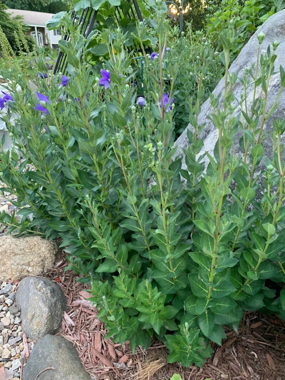 每天认识一种本草植物 桔梗  91别名:铃铛花,僧冠帽,苦根菜,梗草