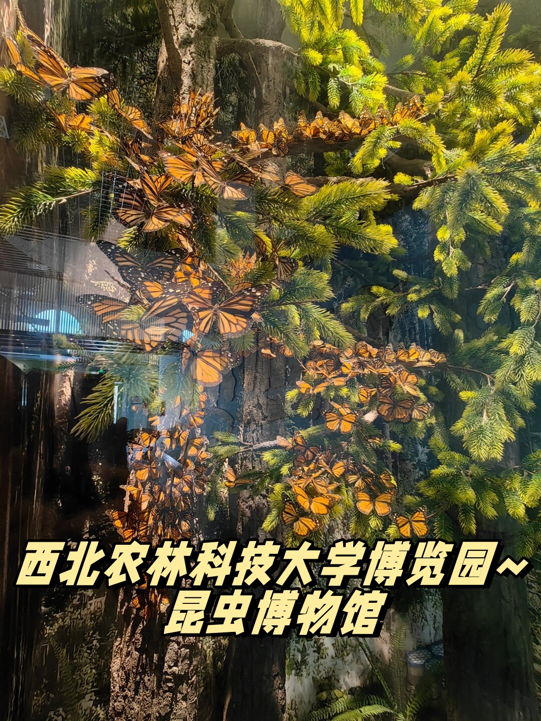 西北农林科技大学昆虫博物馆图片