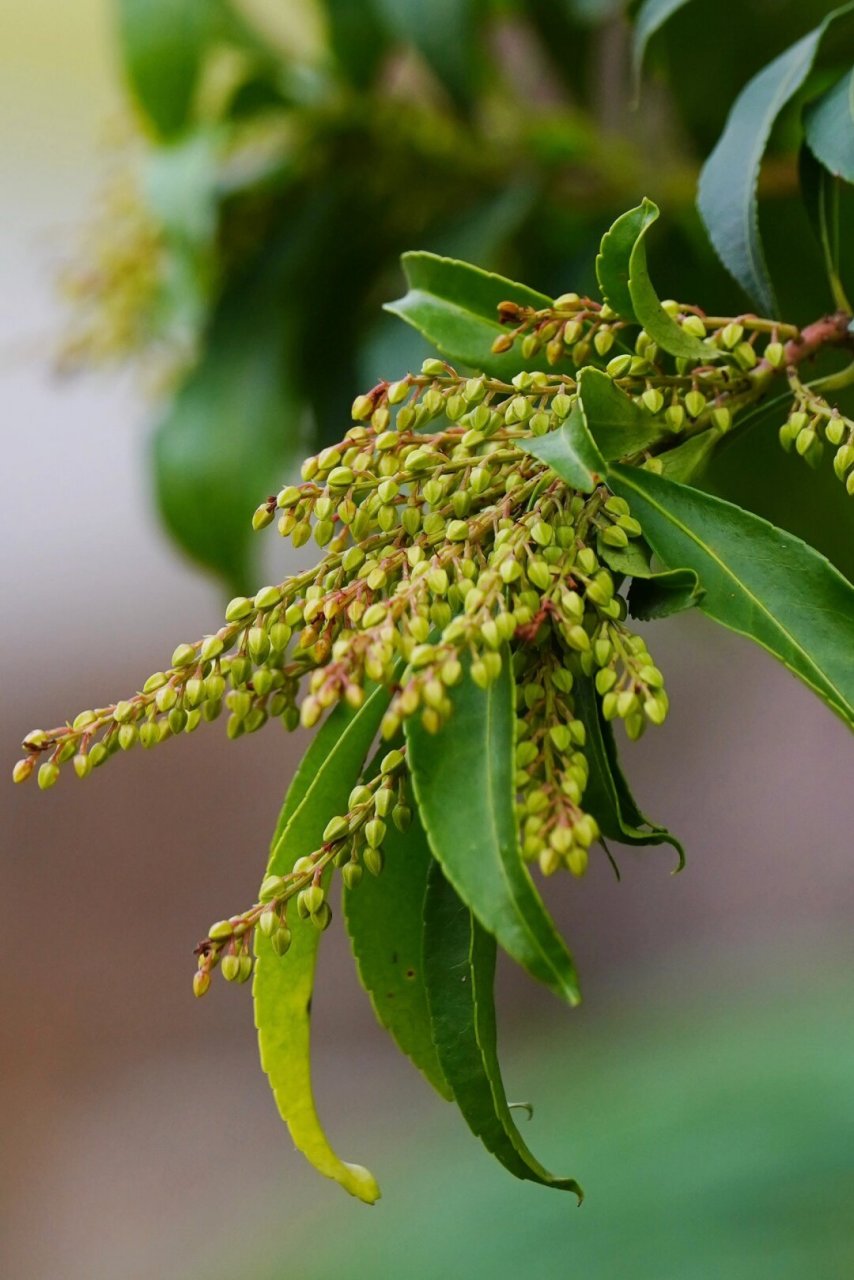 马醉木的果实  马醉木,也称为日本马醉木,属于杜鹃花科马醉木属.