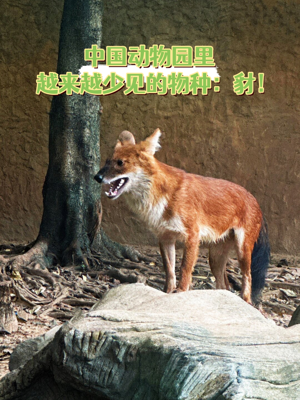"豺狼虎豹"这个词大家耳熟能详,但作为其中之首的豺,你是否真正了解