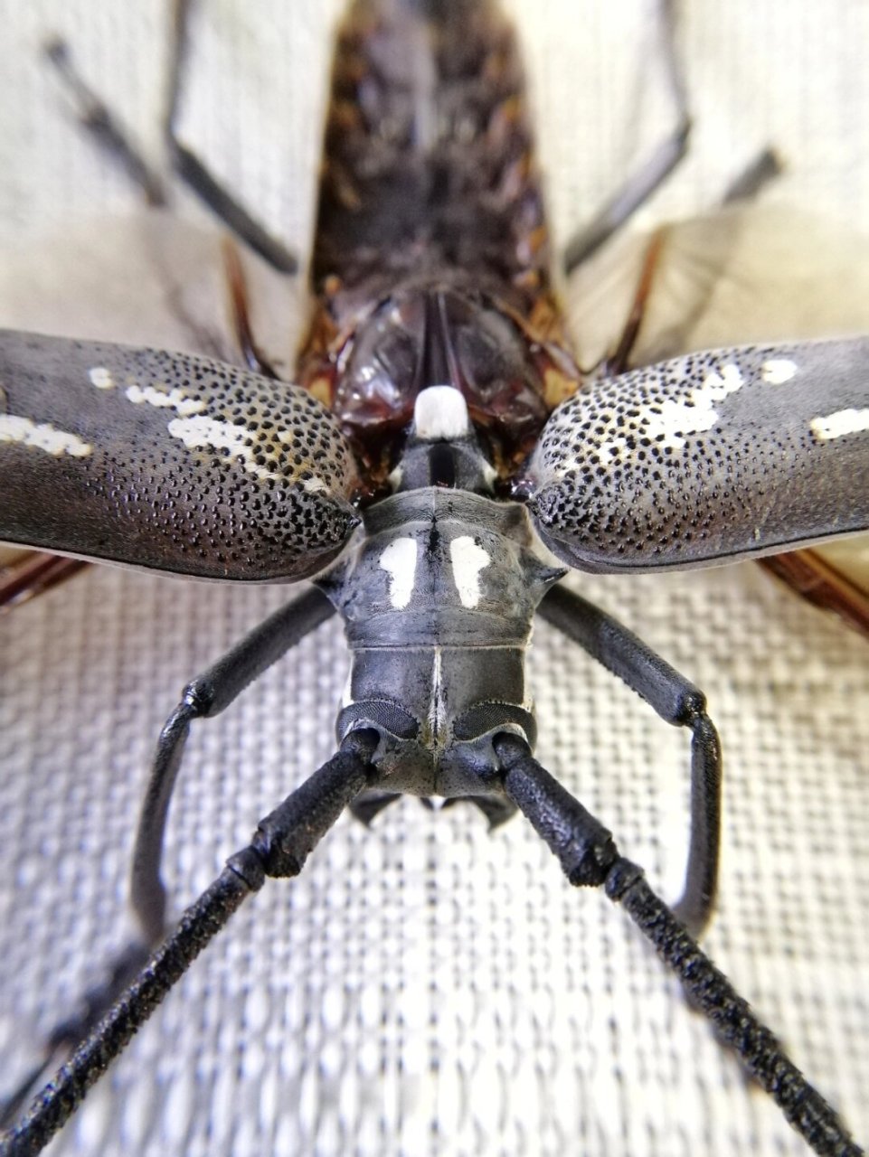 牛系列之酷虫仙牛(恐虫勿入)  云斑白条天牛【batocera lineolata】