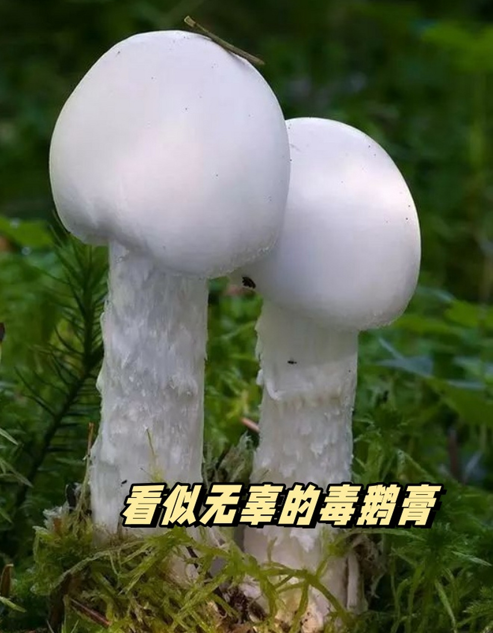 舌蕈图片