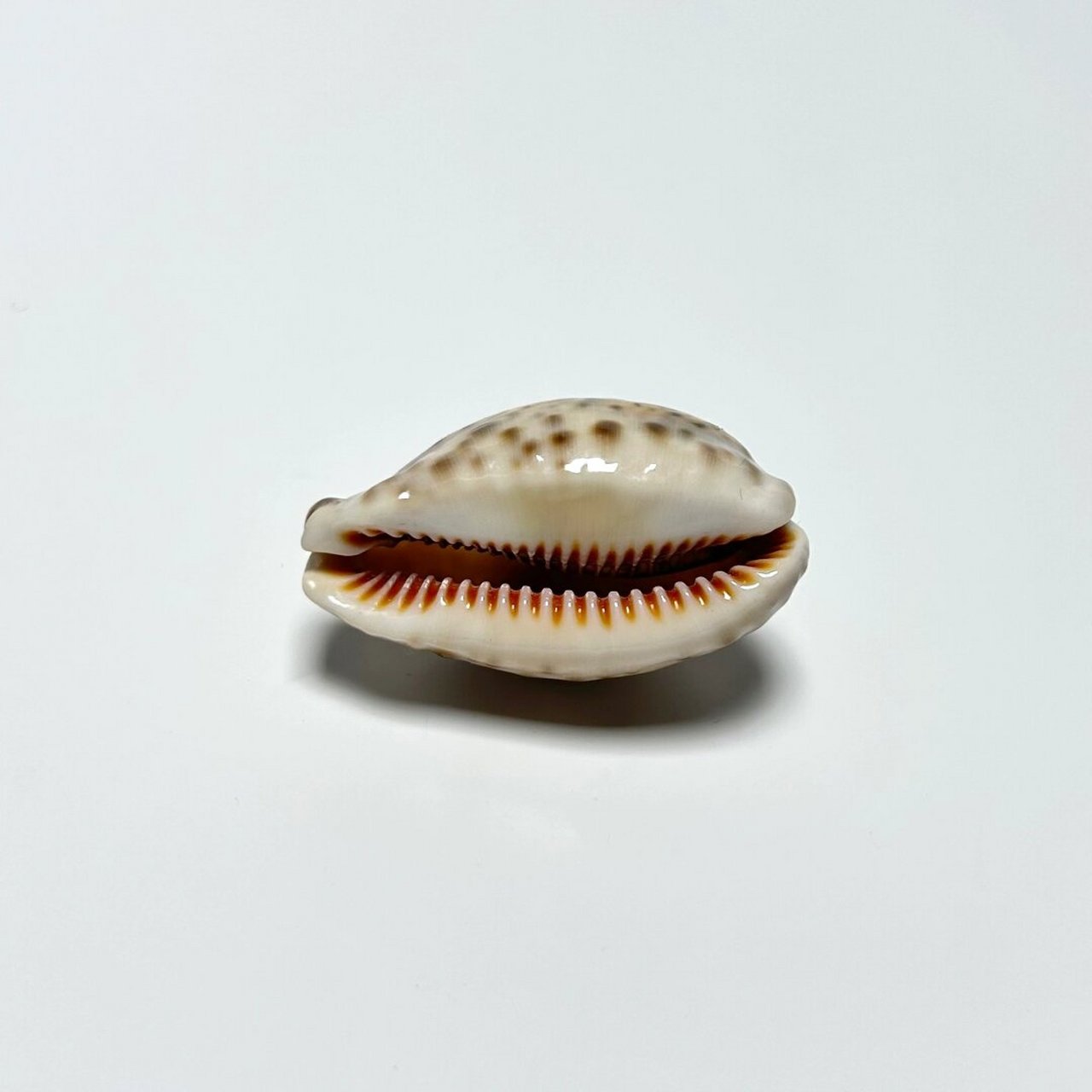 神奇的海底世界生物-山猫宝螺  山猫宝螺,中文学名命名依据中文语境.