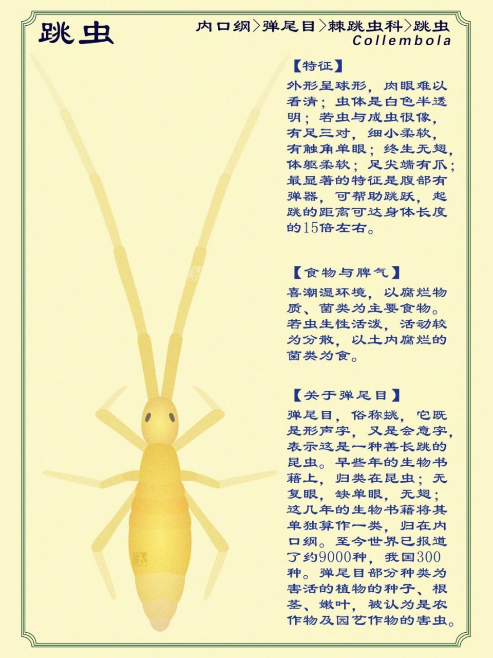 长脚跳虫图片