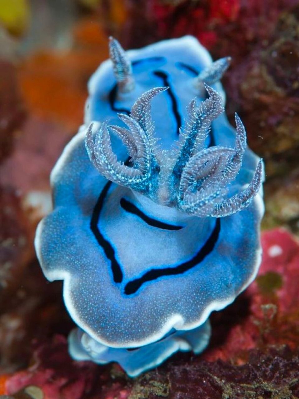 每天认识一个海洋生物《威廉海兔》  学名:chromodoris willanii