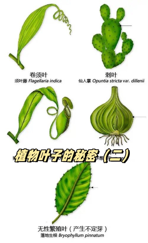 包括叶和叶之间的关系,叶和茎的不同形态,叶脉,叶和刺,叶面的毛状形态
