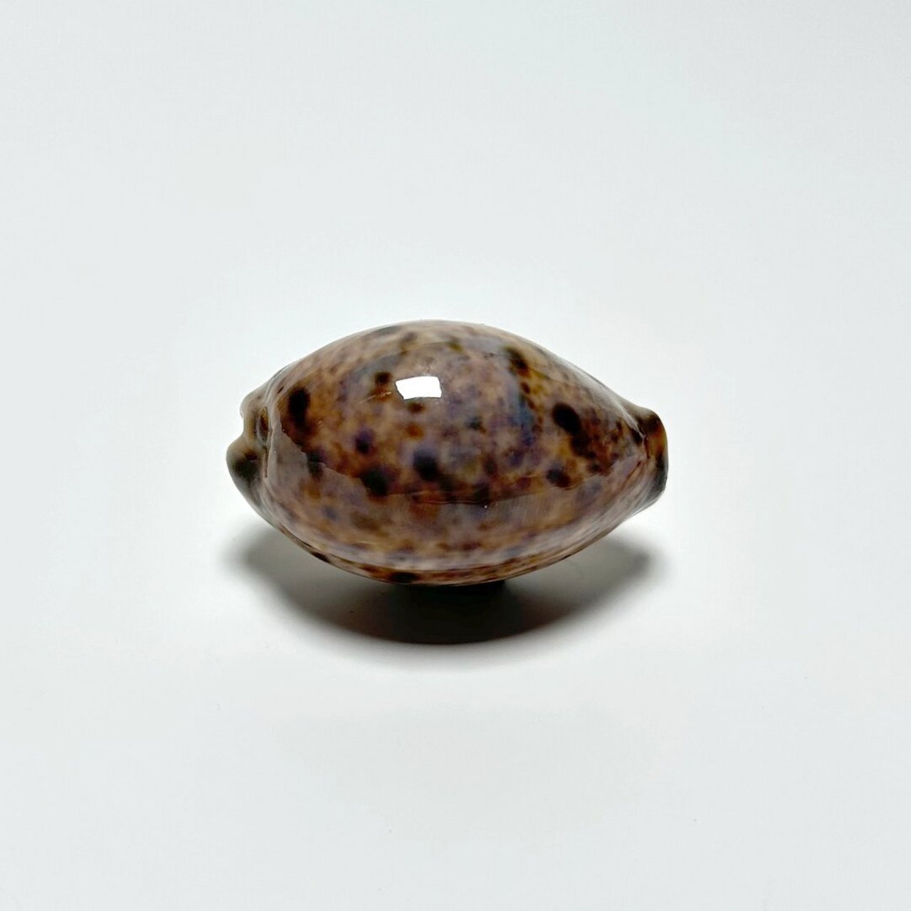 神奇的海底世界生物-山猫宝螺  山猫宝螺,中文学名命名依据中文语境.