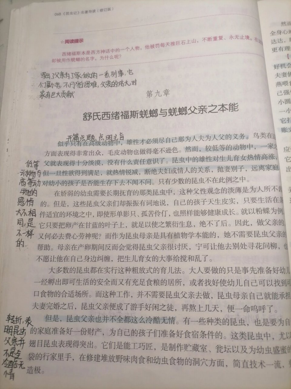 《昆虫记》第九章  《昆虫记》第九章:西班牙蜣螂与舒氏西绪福斯蜣螂