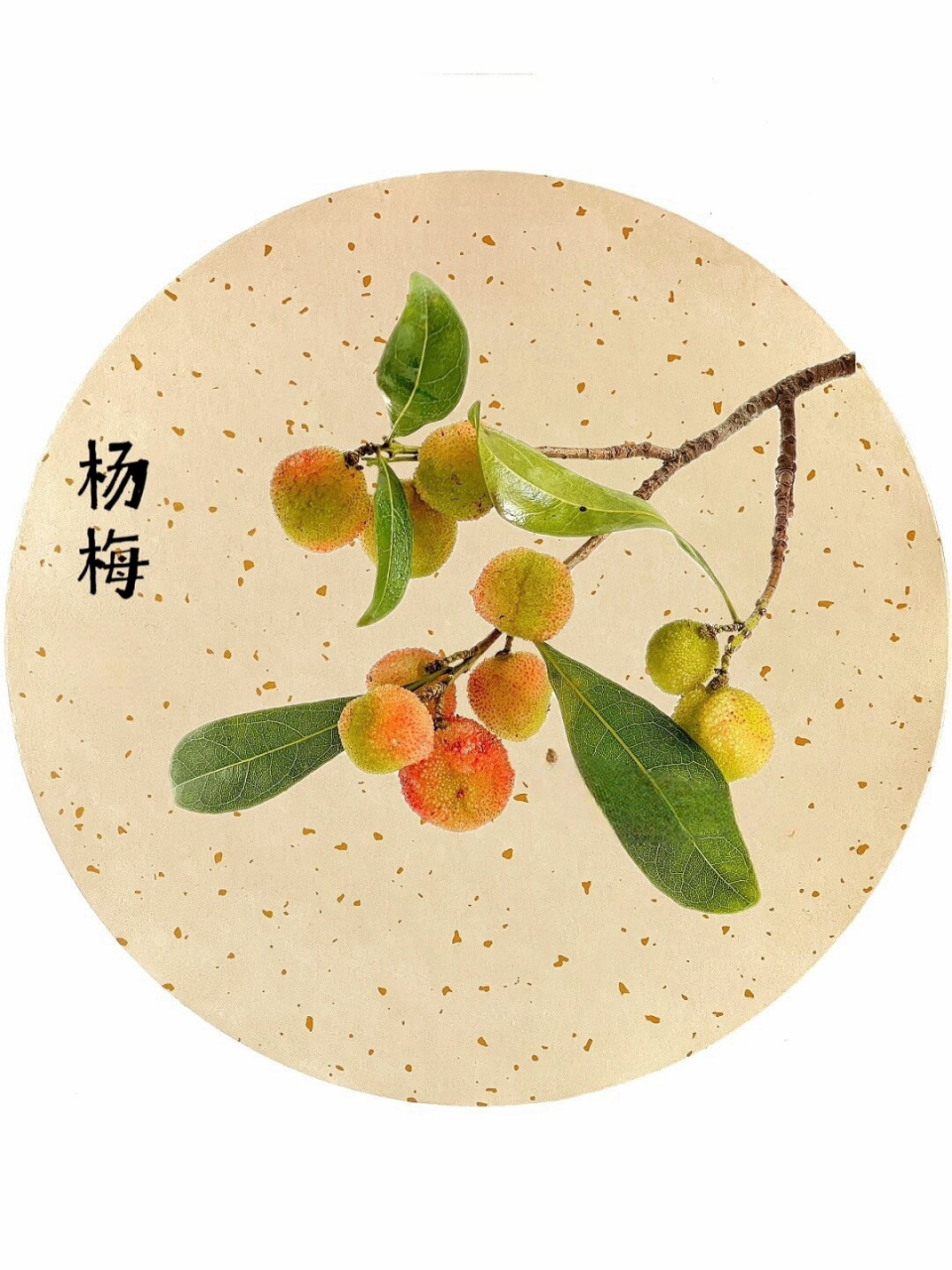 绘画素材:杨梅 国画风  国画素材:杨梅 传统绘画风格.