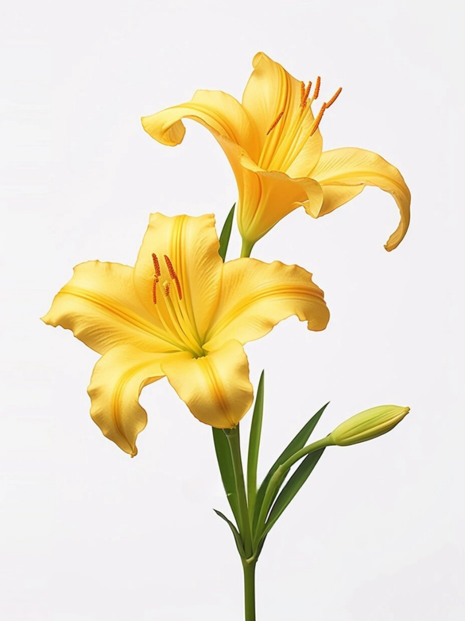 绘画素材:萱草花  萱草花,展现美丽与坚韧的完美结合!