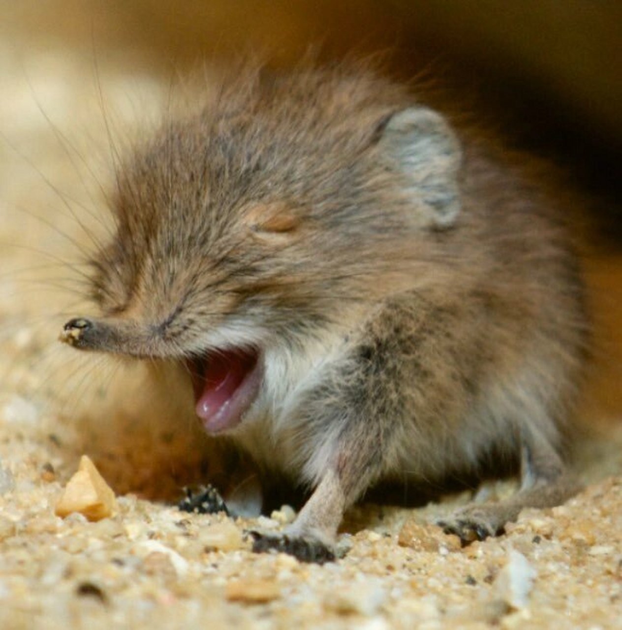 这也太萌了呀  象鼩,也称跳鼩,是生活在非洲的哺乳动物,属于象鼩目