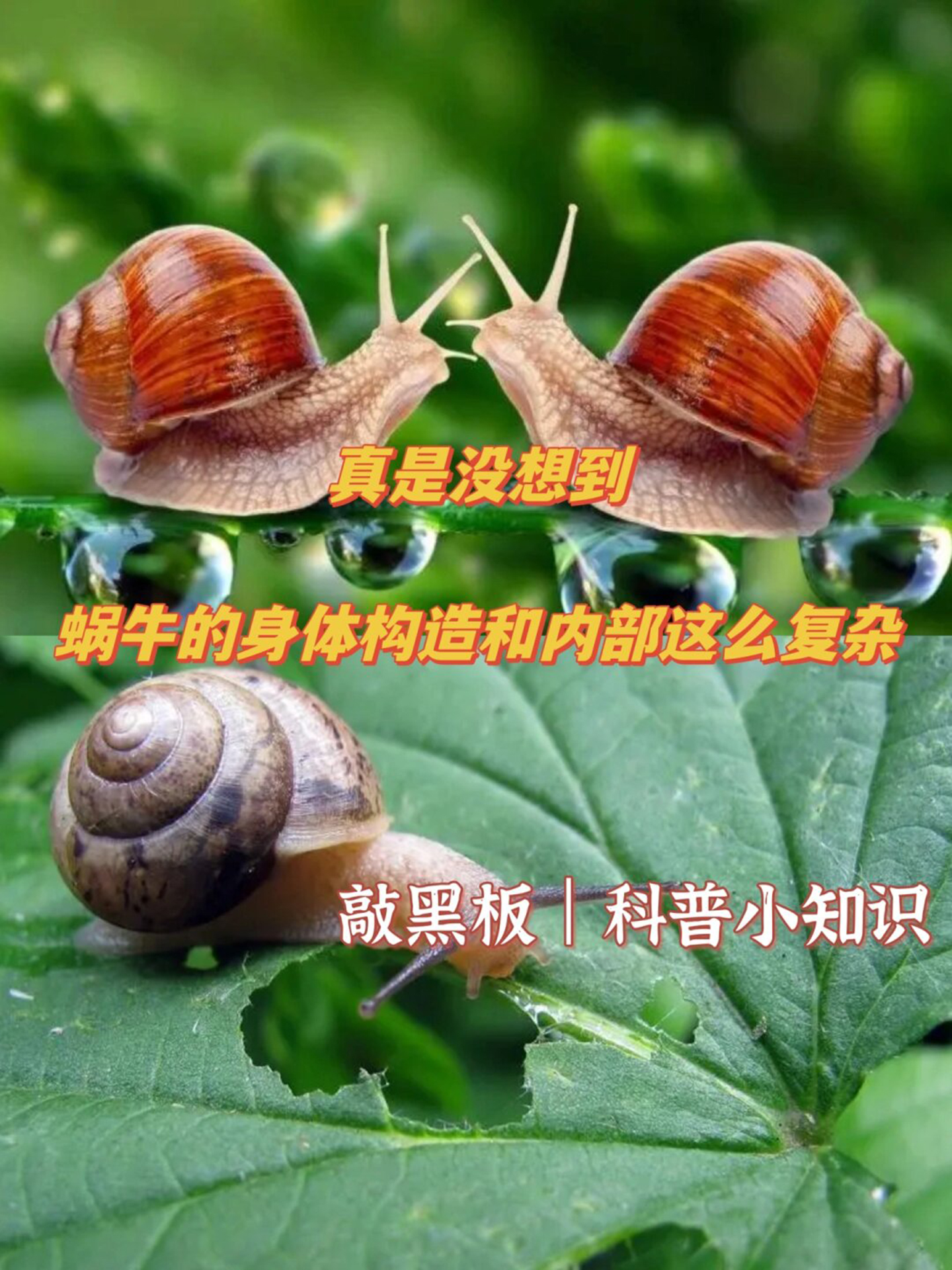 唾腺 13蜗牛构造蜗牛的构造蜗牛的种类名称图片蜗牛的身体结构与它