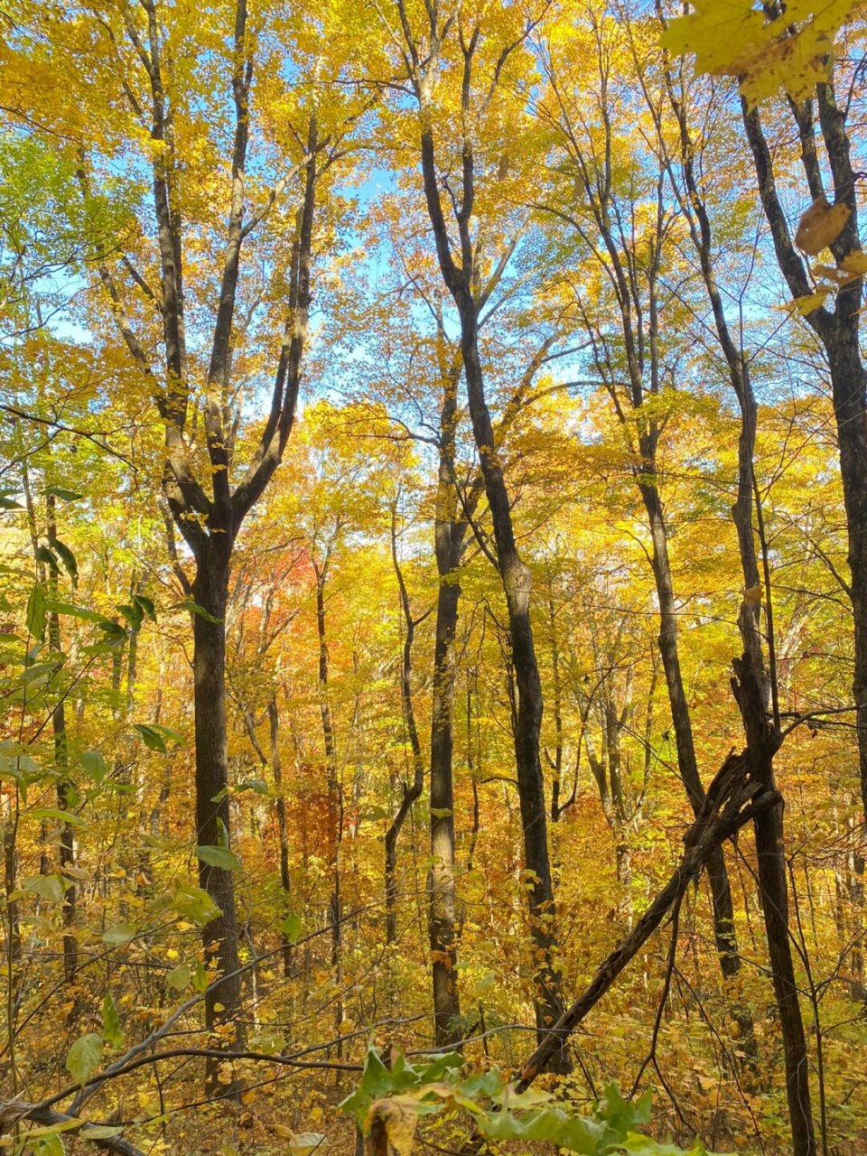 重装徒步大烟山国家公园  大烟山国家公园,也称为大烟雾山国家公园