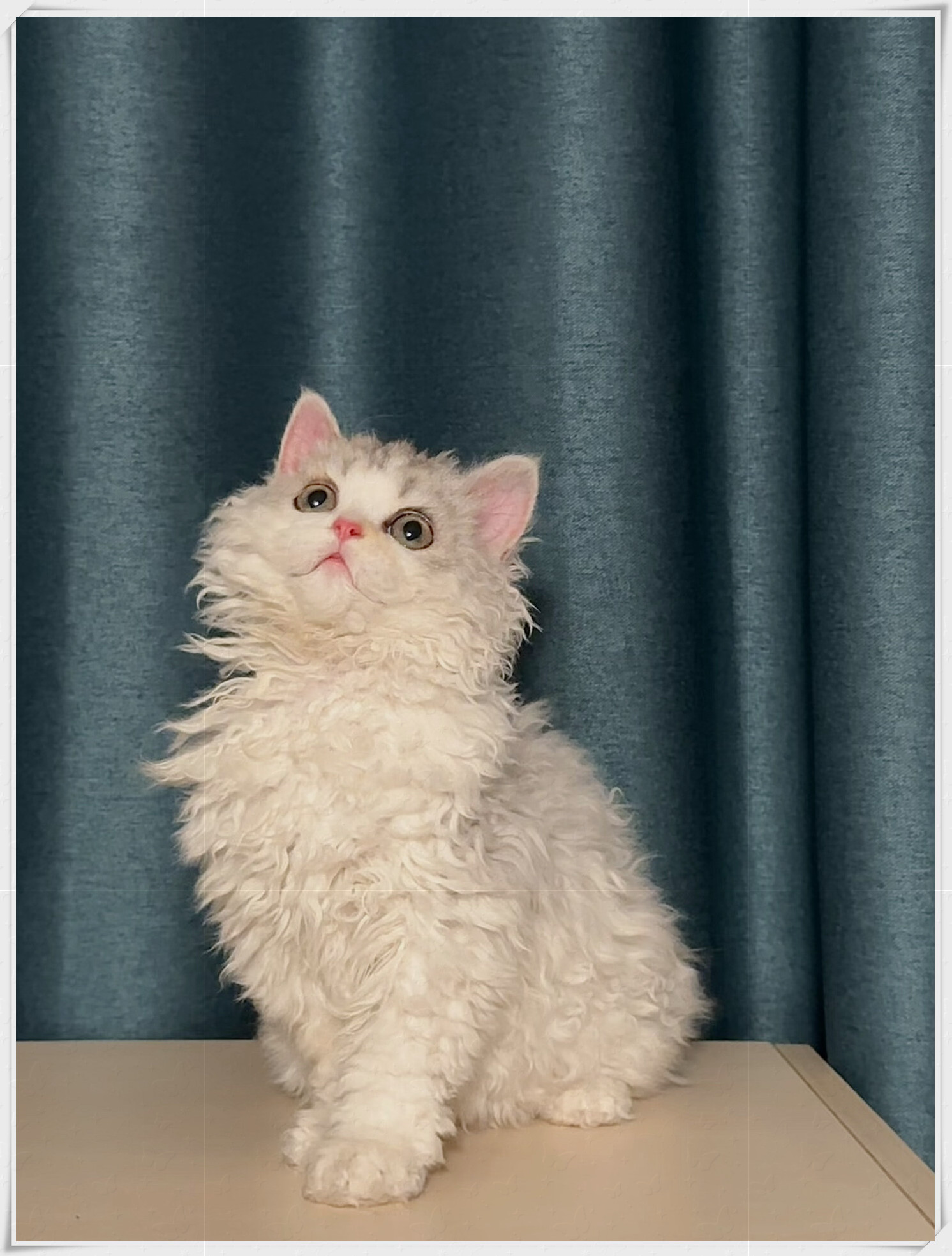 今天是一只迪士尼玛丽猫