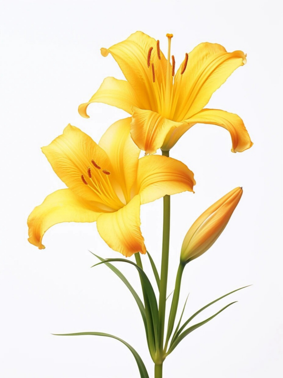 绘画素材:萱草花  萱草花,展现美丽与坚韧的完美结合!