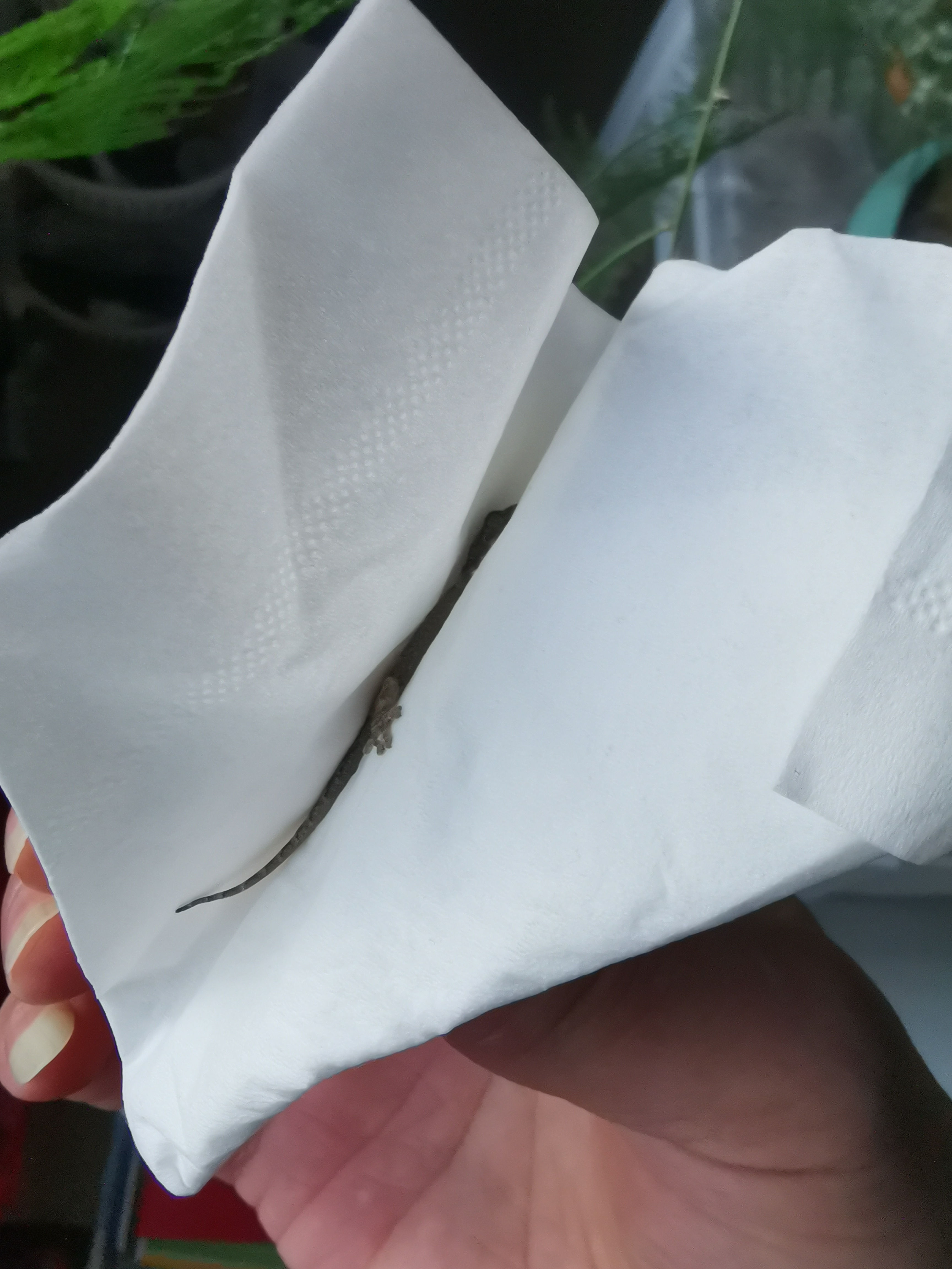 壁虎来窜门 差点吓掉魂 别看长得小 功夫不得了 欲拜其为师 学一点