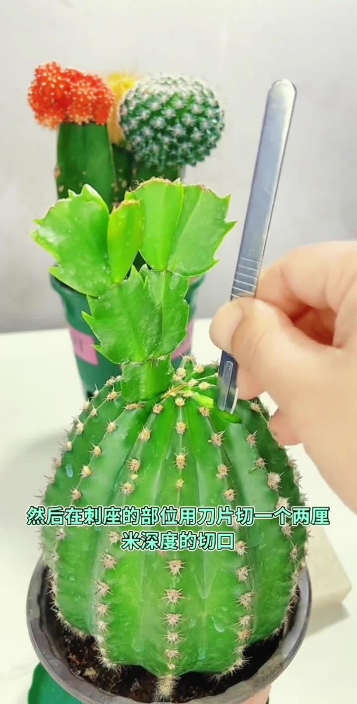 仙人球嫁接蟹爪兰,新手一看就会