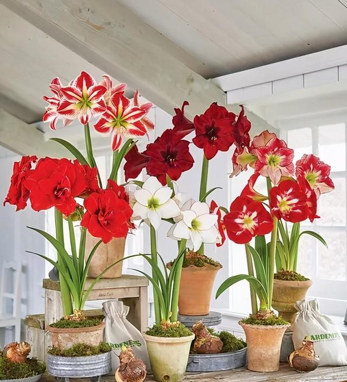 适合家养的朱顶红小盆景