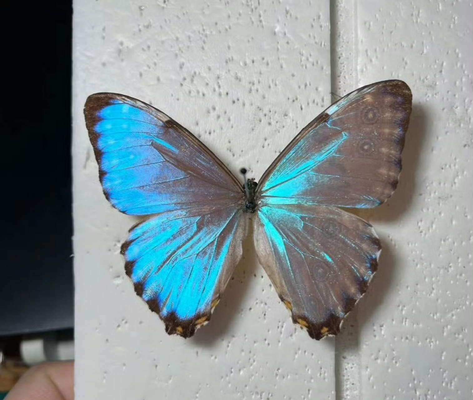 门亮闪蝶(morpho portis)是生存在新热带区的蝴蝶.