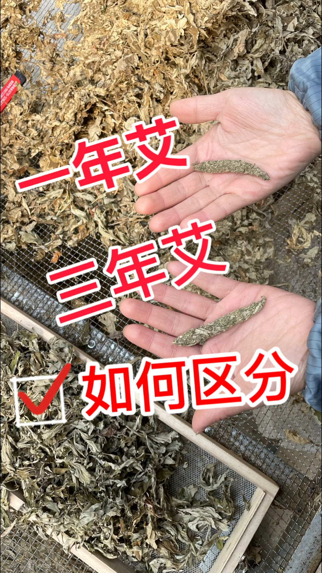 陈艾辨识图片