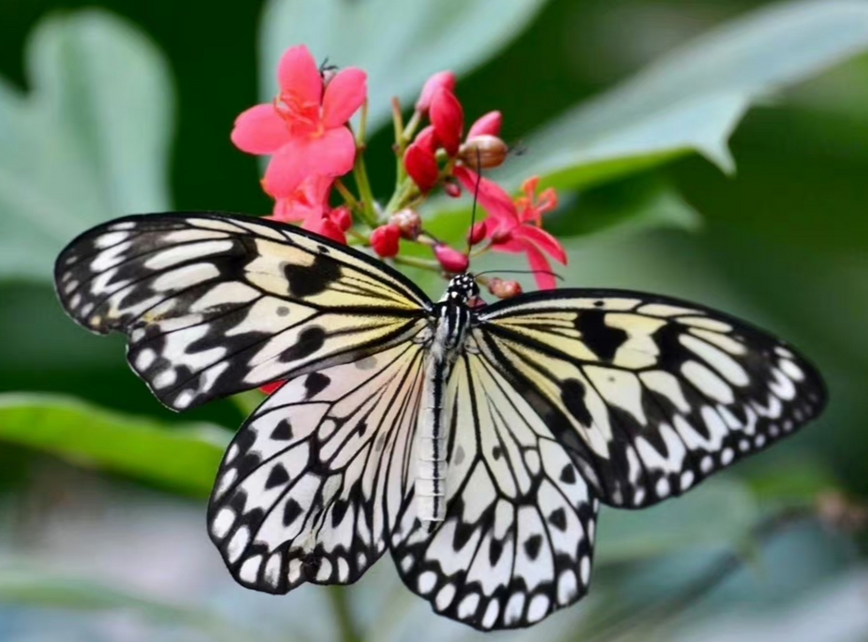 大帛斑蝶(学名;ldea leuconoe)又名大白斑蝶, 大胡麻斑蝶或黑点大白