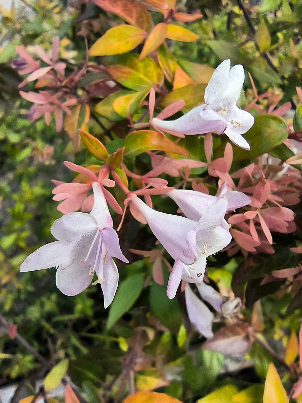 六道紫阳花图片