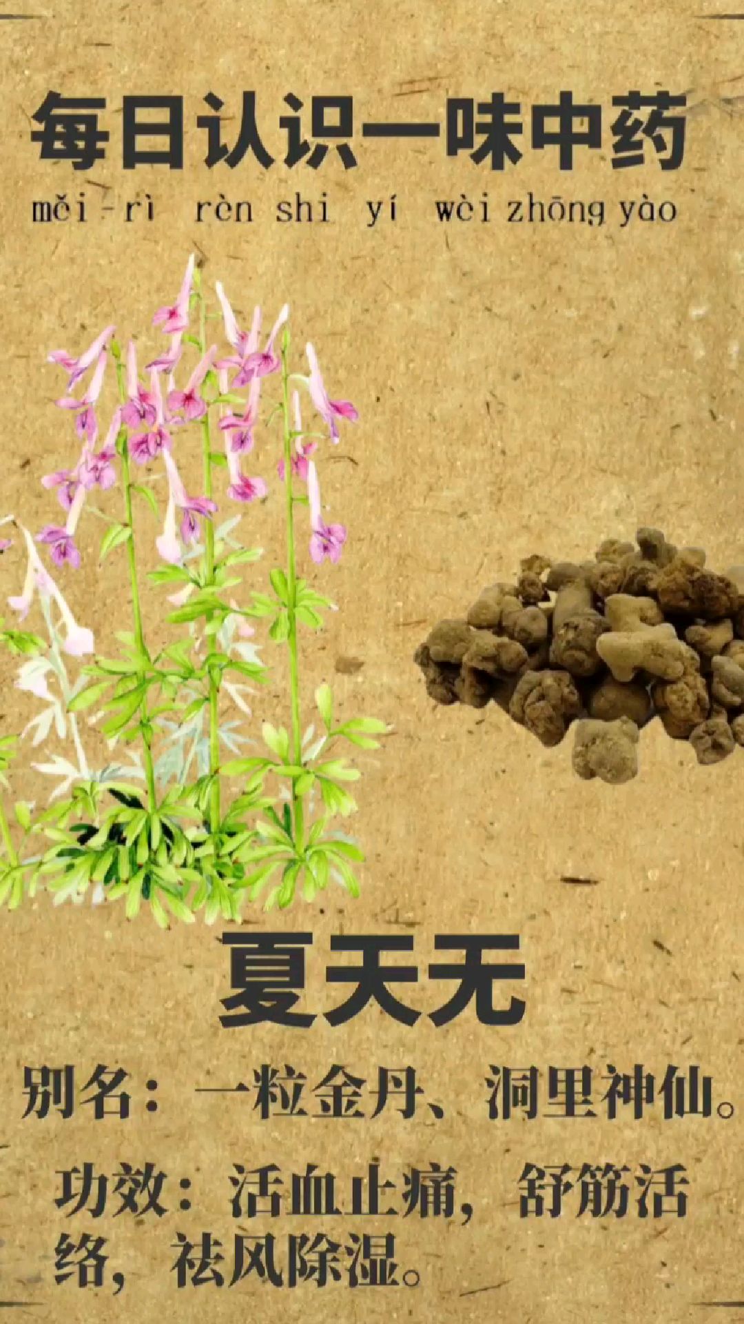 每日认识一味中药【夏天无】