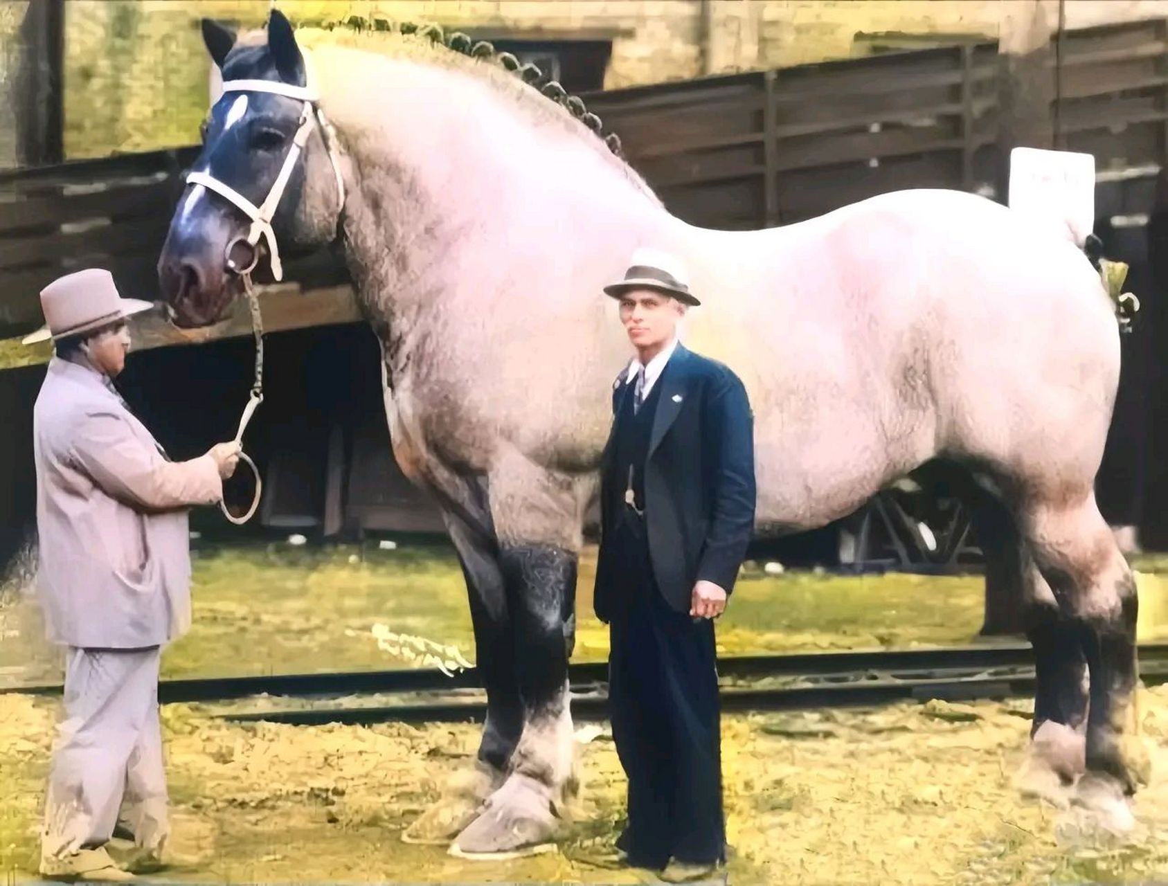 这是一匹佩尔什马,身高213cm,体重1.3吨,堪称世界四大"巨马"之一.