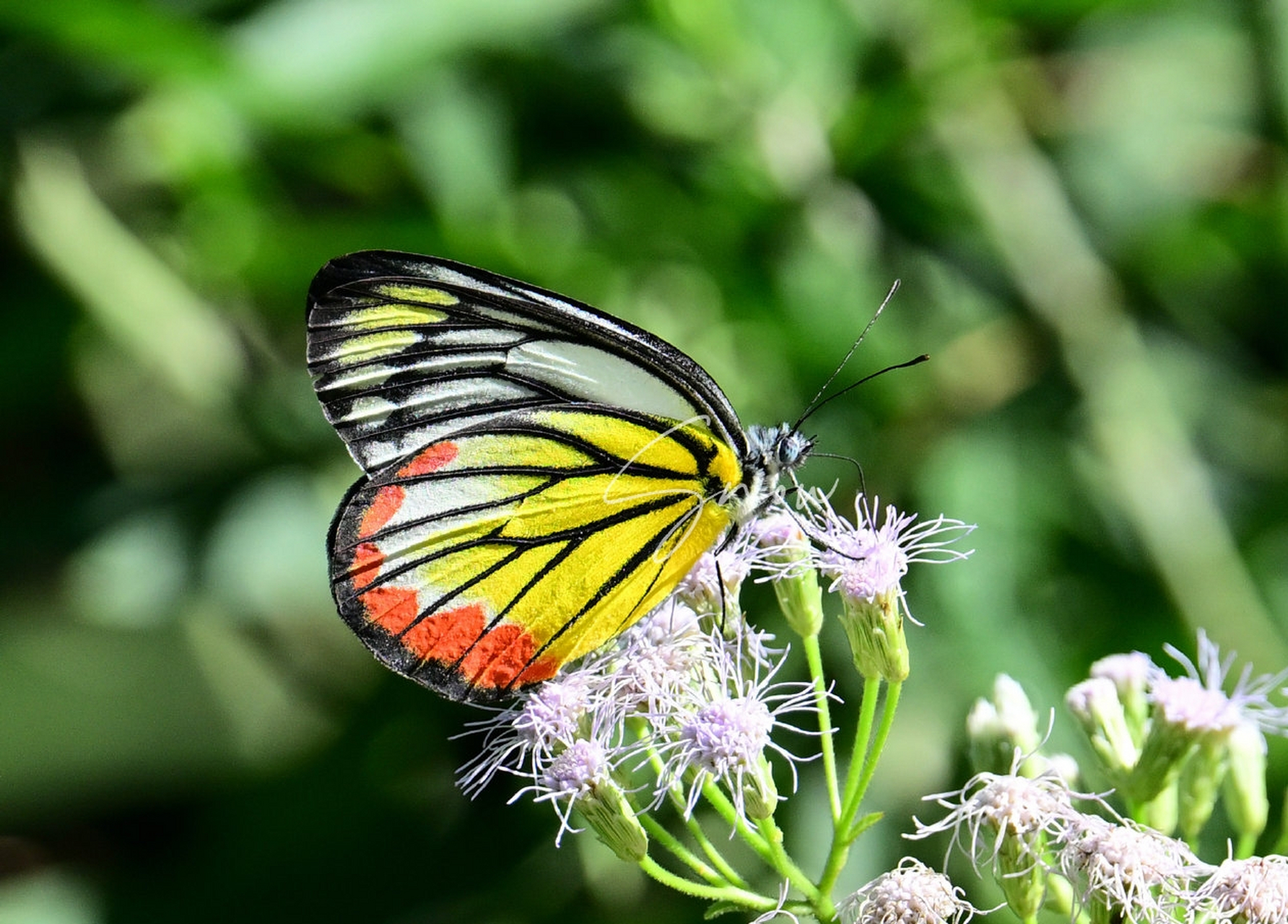 优越斑粉蝶 delias hyparete   曾有人跟我说,拍蝶是讲缘分的.