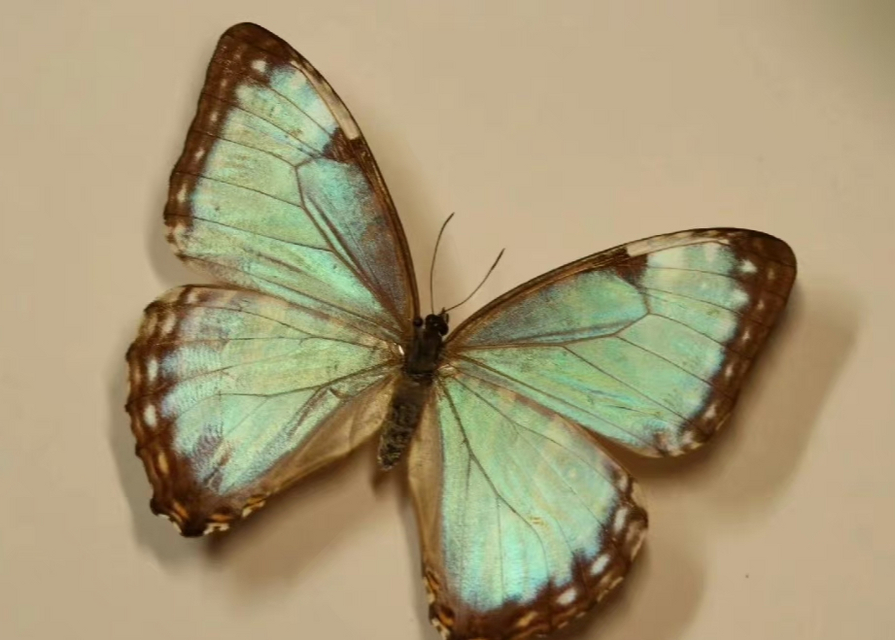 门亮闪蝶(morpho portis)是生存在新热带区的蝴蝶.