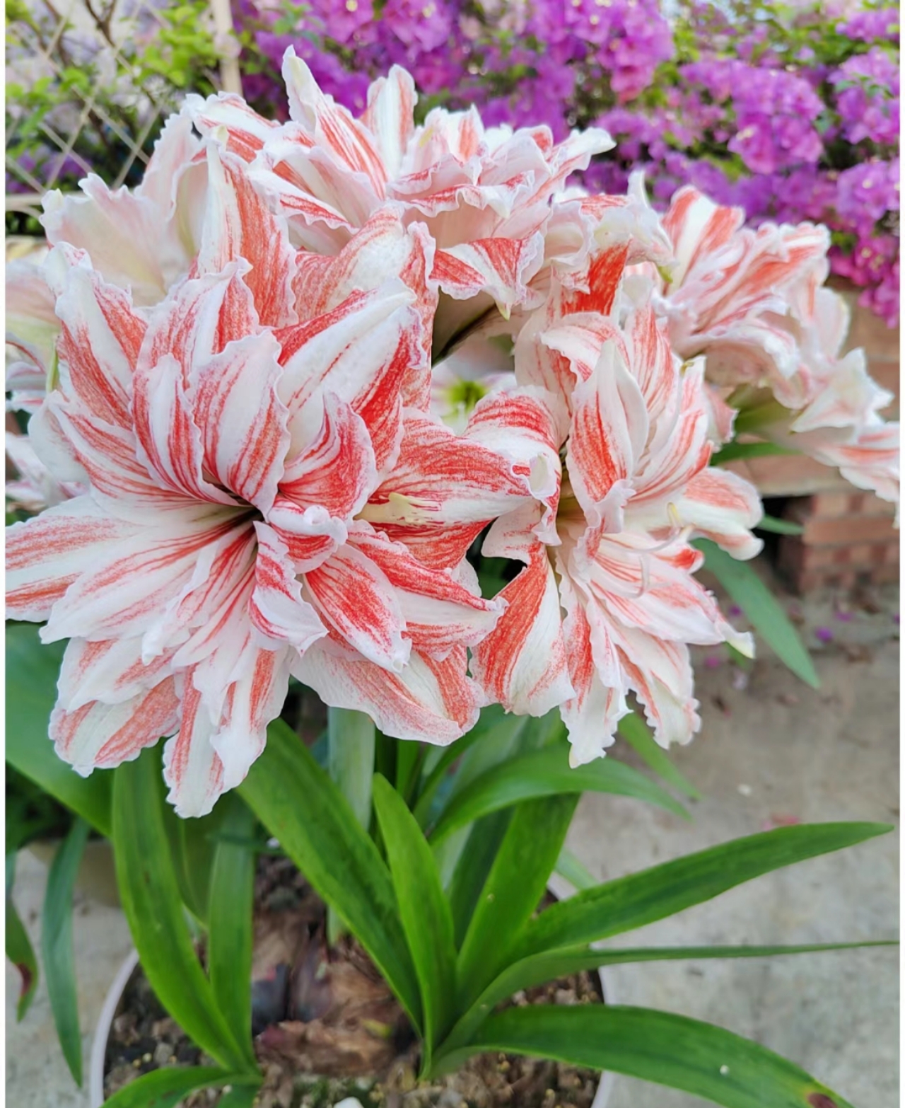 5种朱顶红勤花品种,花色好看花期长达2个月