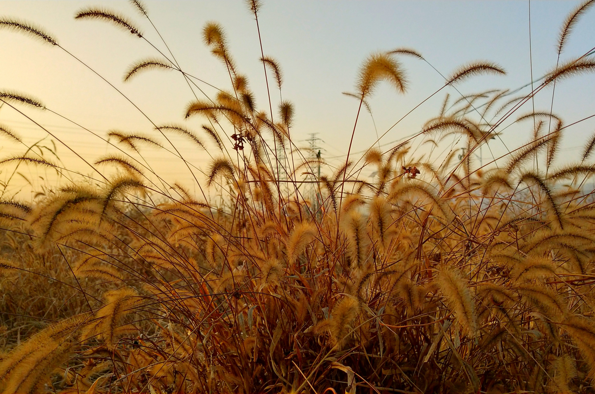 一片狗尾巴草,冬天里的风景#那些冬天才有的美景# #随手拍