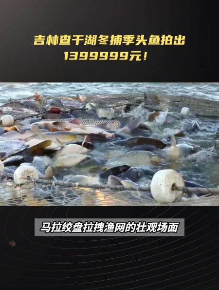 吉林查干湖冬捕季头鱼拍出1399999元!