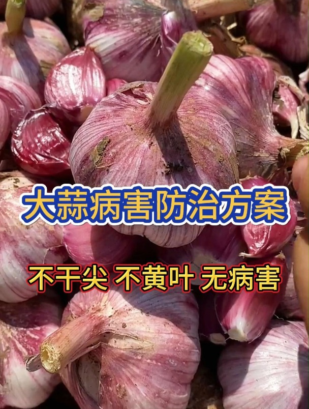 毒大蒜事件图片