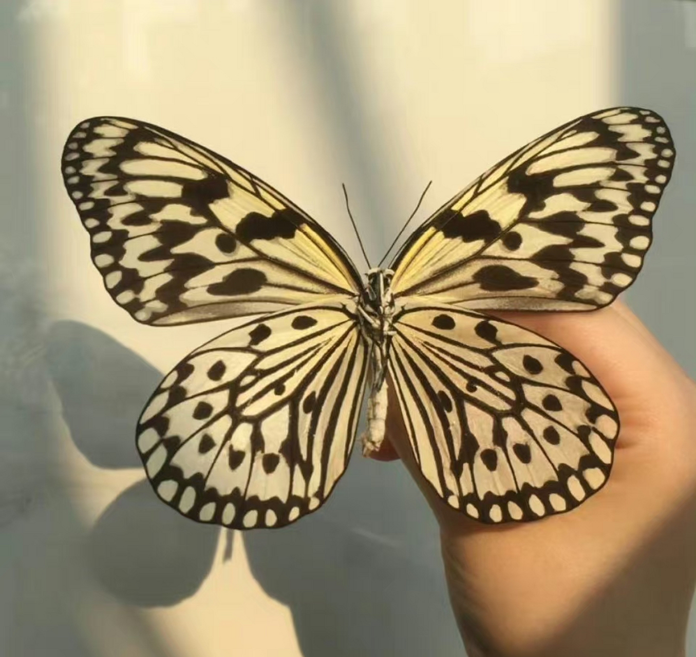 大帛斑蝶(学名;ldea leuconoe)又名大白斑蝶, 大胡麻斑蝶或黑点大白